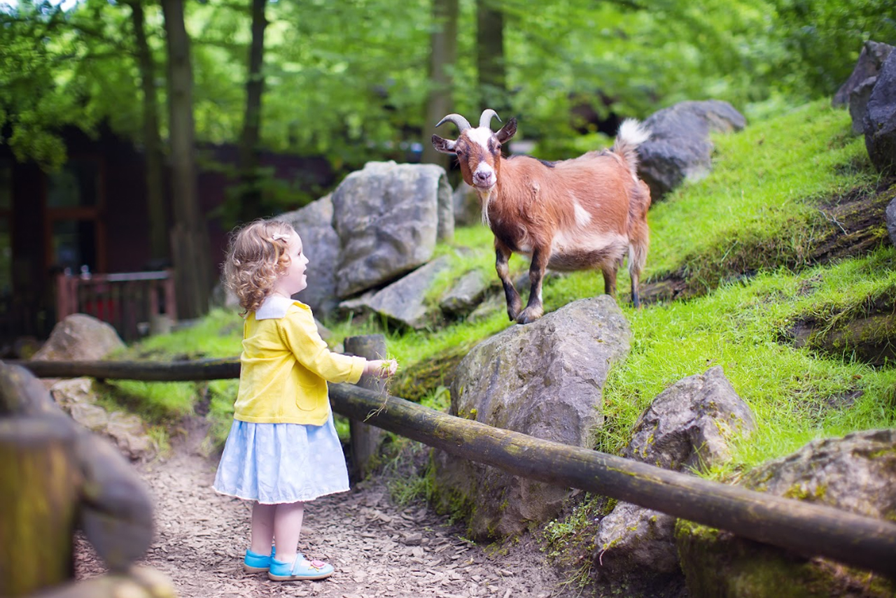 Jackson Zoo